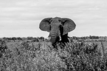 découvrez le parcours fascinant de diane kruger, l'actrice et mannequin allemande reconnue pour ses rôles dans des films à succès comme 'inglourious basterds' et 'troy'. plongez dans sa carrière, ses performances marquantes et sa beauté intemporelle.
