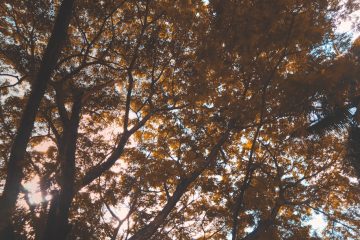 découvrez l'œuvre de louis stettner, un photographe emblématique, maître dans l'art de capturer des moments de vie authentiques à travers son objectif. plongez dans son univers visuel et explorez ses contributions à la photographie moderne.