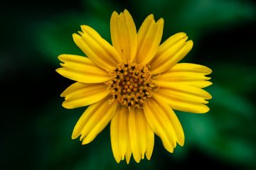 découvrez l’actualité, le parcours politique et les actions d’emmanuel macron, président de la république française. analyse, biographie et dernières informations sur emmanuel macron.