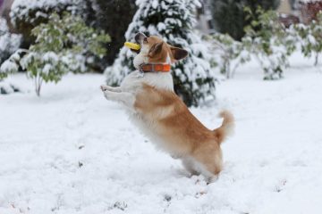 découvrez ce qu'est une attaque snowball, une méthode de cyberattaque où un petit incident se transforme rapidement en une crise majeure, et apprenez comment la prévenir efficacement.