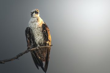 découvrez le falcon 10x, l'avion d'affaires ultra-luxe alliant performance exceptionnelle, confort inégalé et technologies de pointe pour des vols longue distance inoubliables.